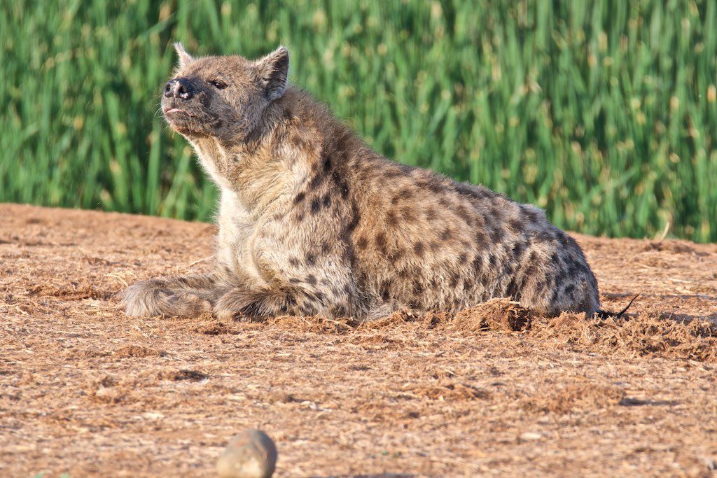 Spotted Hyena